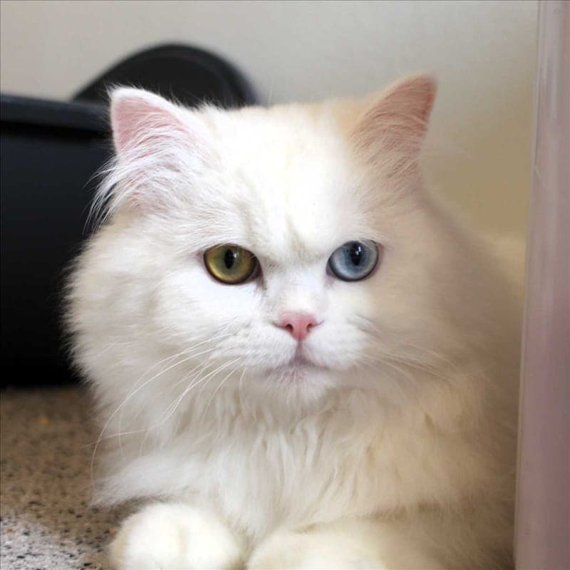 MIMO - Katze zur Adoption aus Tierheim München