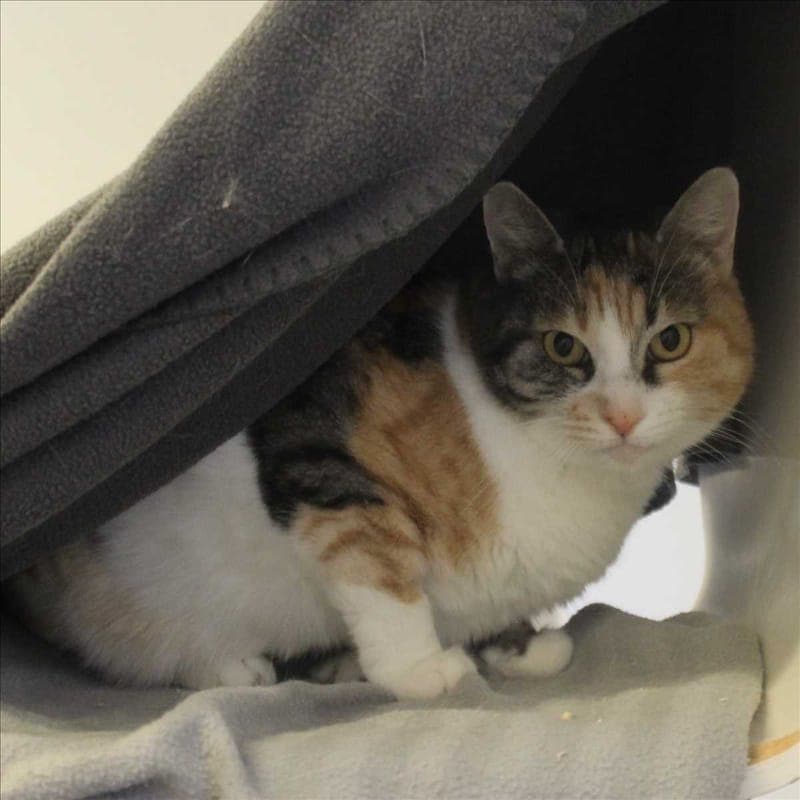 MINA - Katze zur Adoption aus Tierheim München