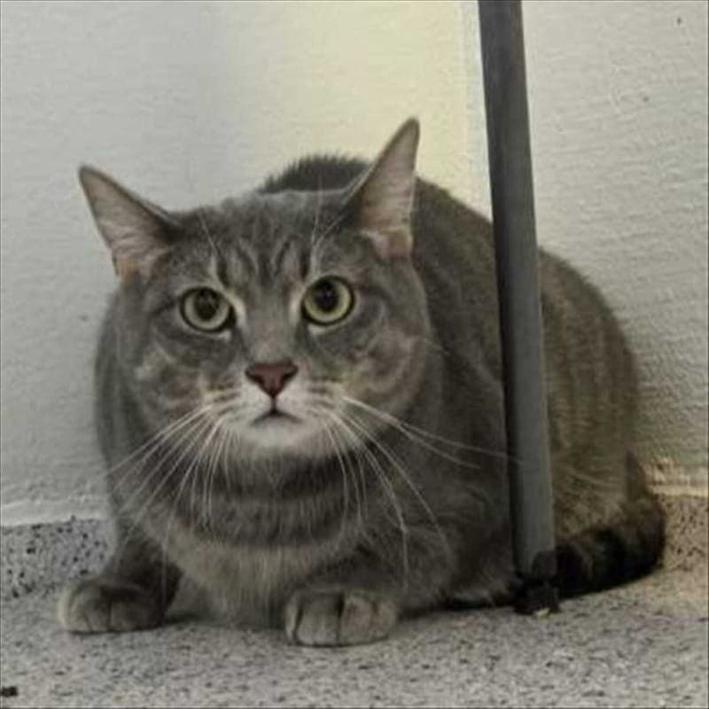 MINERVA - Katze zur Adoption aus Tierheim München