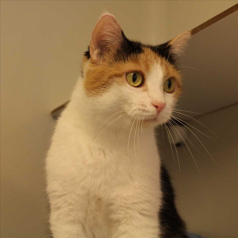 MINI - Katze zur Adoption aus Tierheim München