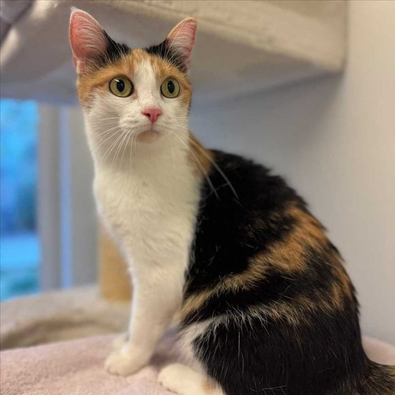 MINI - Katze zur Adoption aus Tierheim München