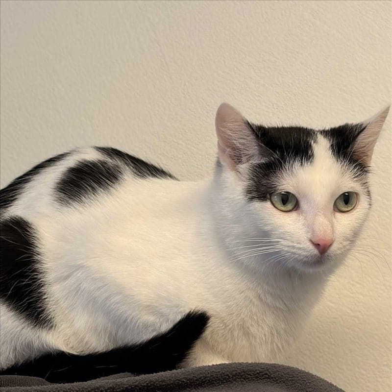 MINKA - Katze zur Adoption aus Tierheim München