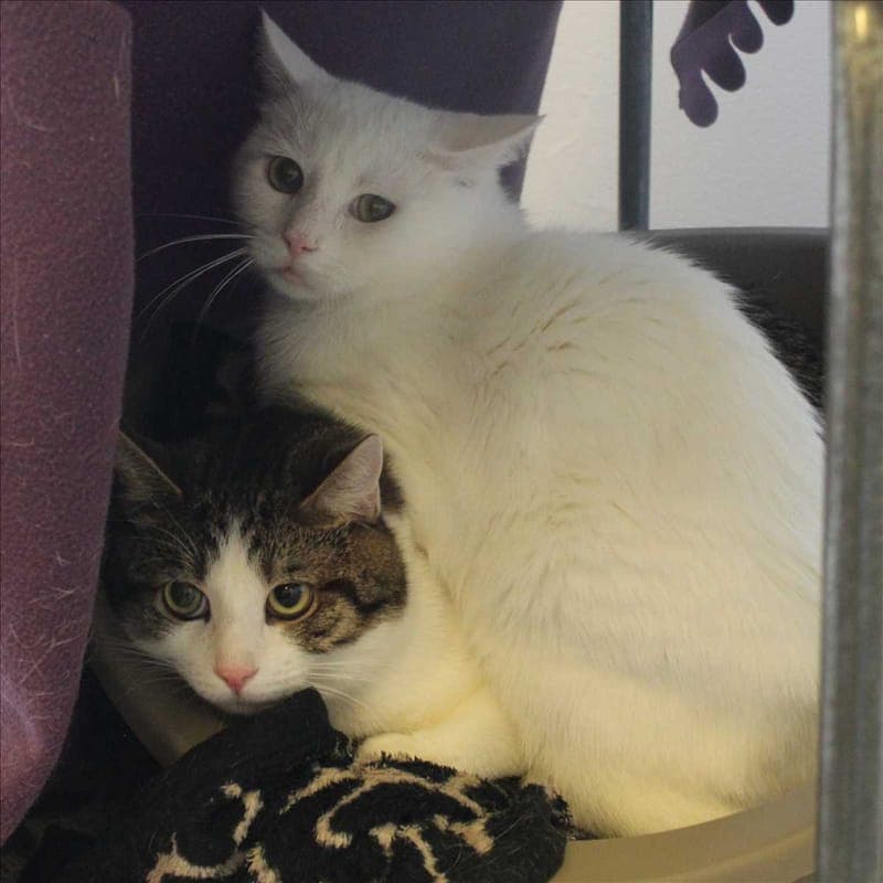 MORITZ - Katze zur Adoption aus Tierheim München