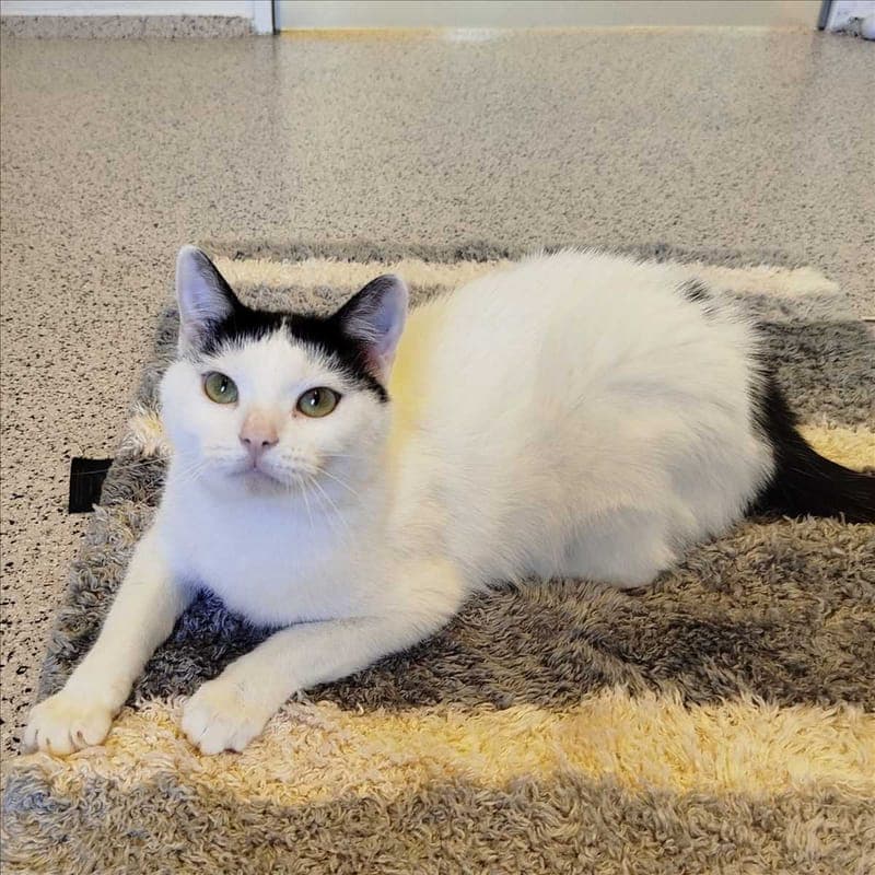 NALA - Katze zur Adoption aus Tierheim München