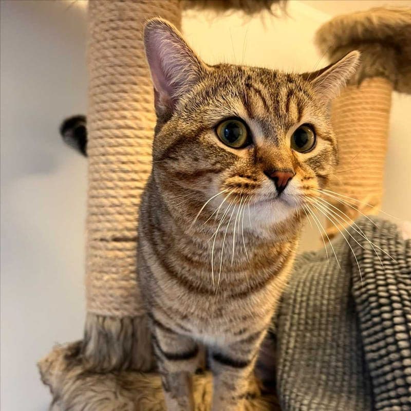 NILO - Katze zur Adoption aus Tierheim München