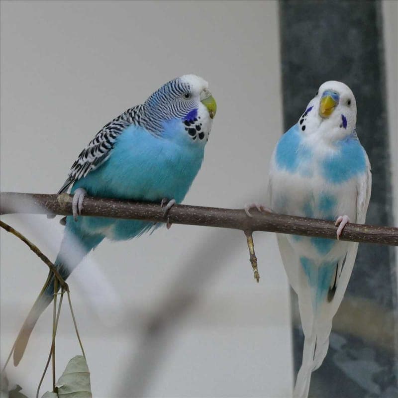 OSCAR - Vogel zur Adoption aus Tierheim München