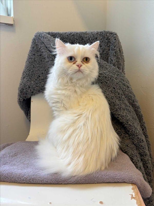 PAMUK - Katze zur Adoption aus Tierheim München