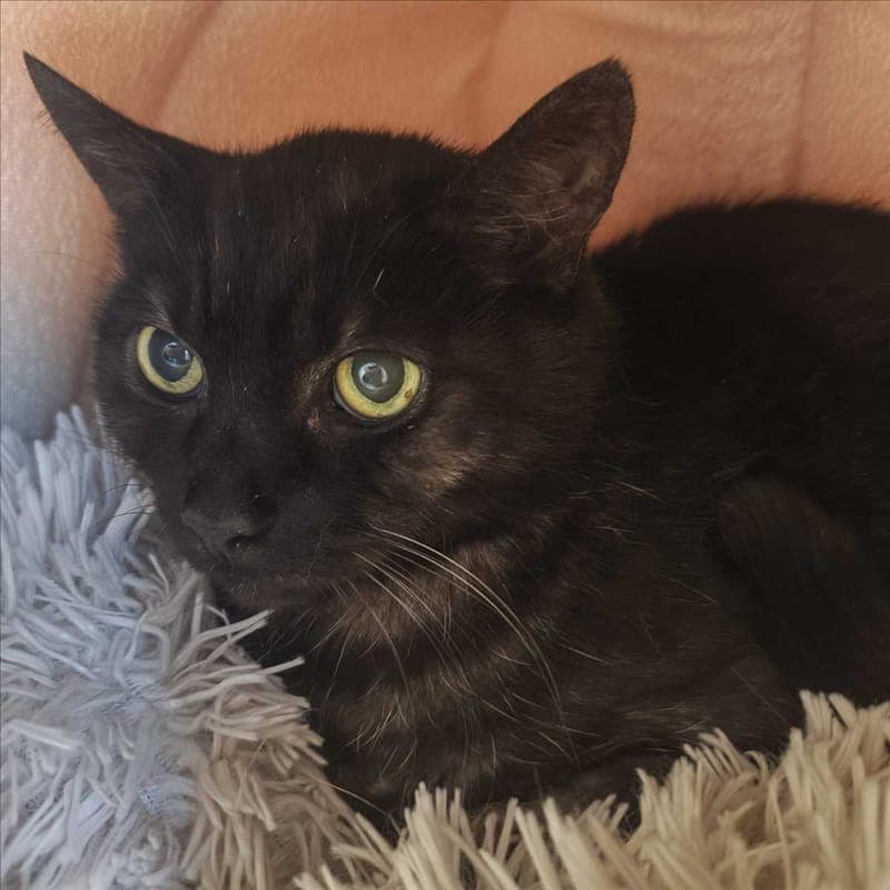 PASHA - Katze zur Adoption aus Tierheim München