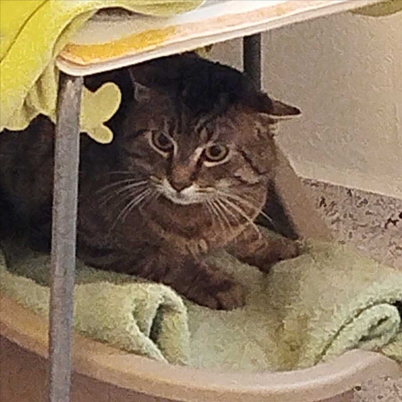 PAULI - Katze zur Adoption aus Tierheim München