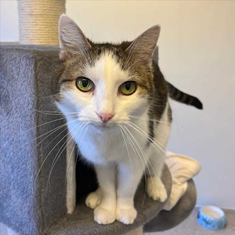 PEACHIE - Katze zur Adoption aus Tierheim München