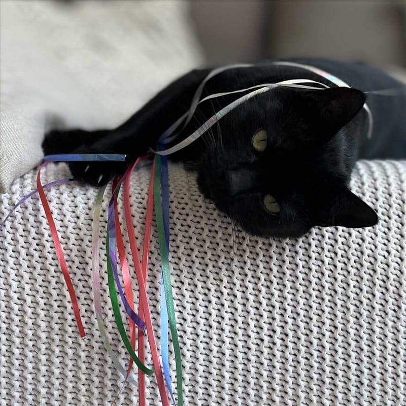 PEPPI - Katze zur Adoption aus Tierheim München