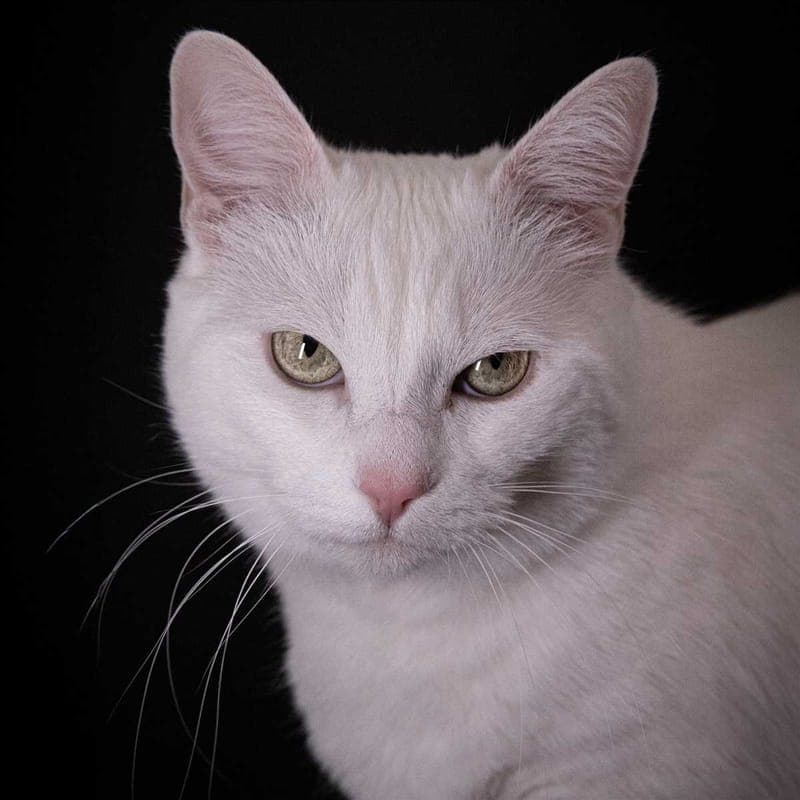 PFU - Katze zur Adoption aus Tierheim München