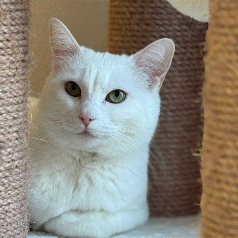 PFU - Katze zur Adoption aus Tierheim München