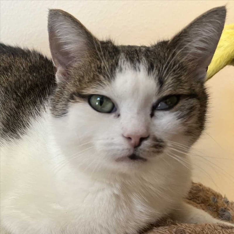 PONYO - Katze zur Adoption aus Tierheim München