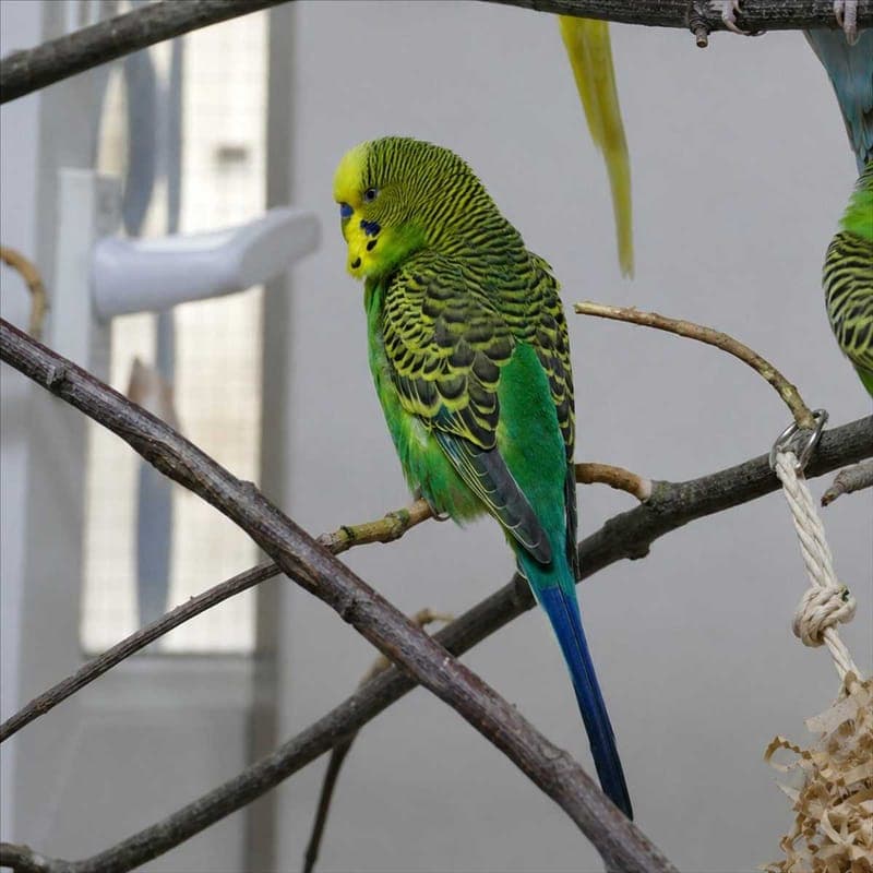 POSCH - Vogel zur Adoption aus Tierheim München