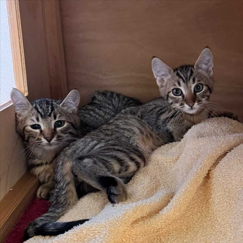 QUEENS - Katze zur Adoption aus Tierheim München