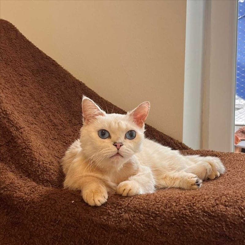 RAFFAELO - Katze zur Adoption aus Tierheim München