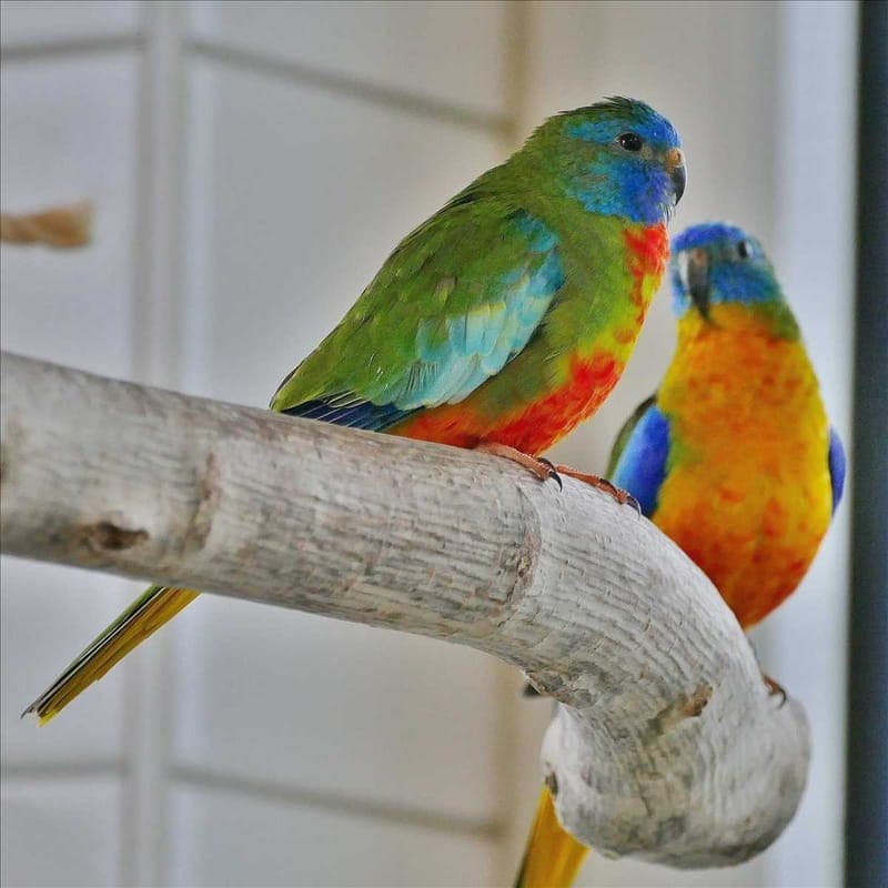 RAINBOW - Vogel zur Adoption aus Tierheim München