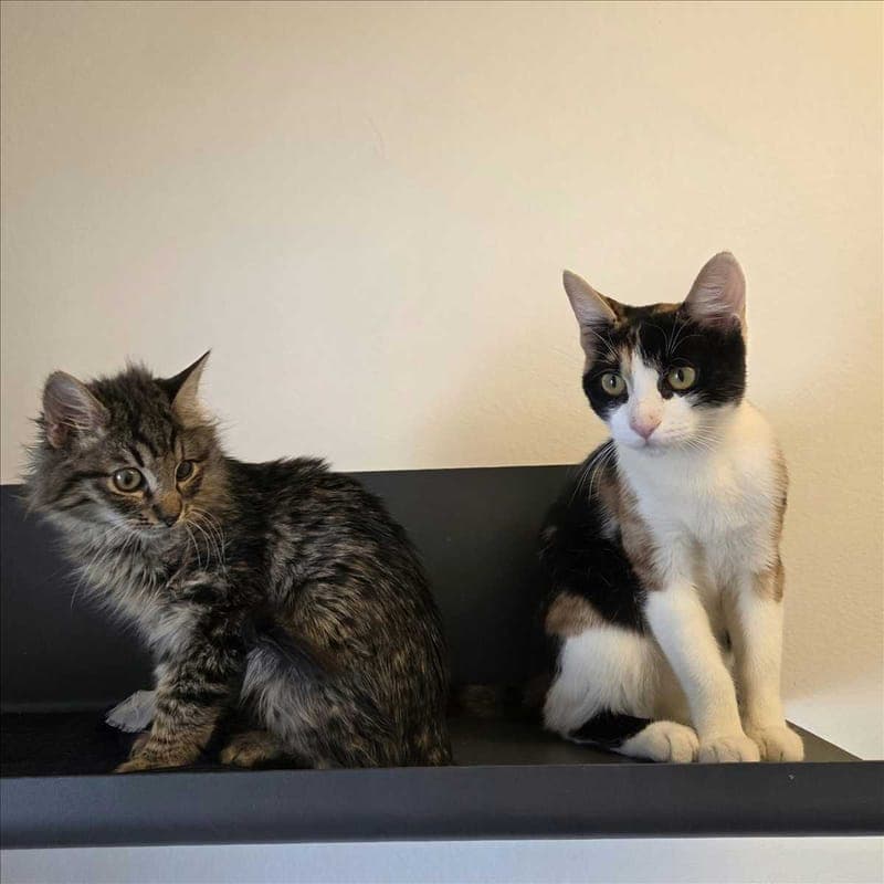 REI - Katze zur Adoption aus Tierheim München