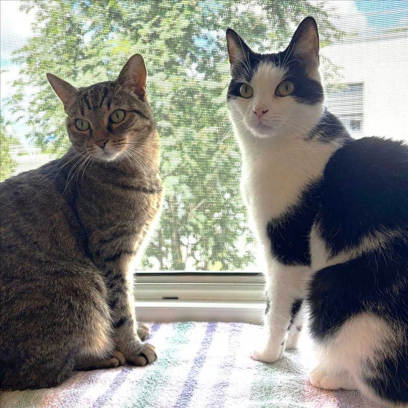 SIMBALA - Katze zur Adoption aus Tierheim München