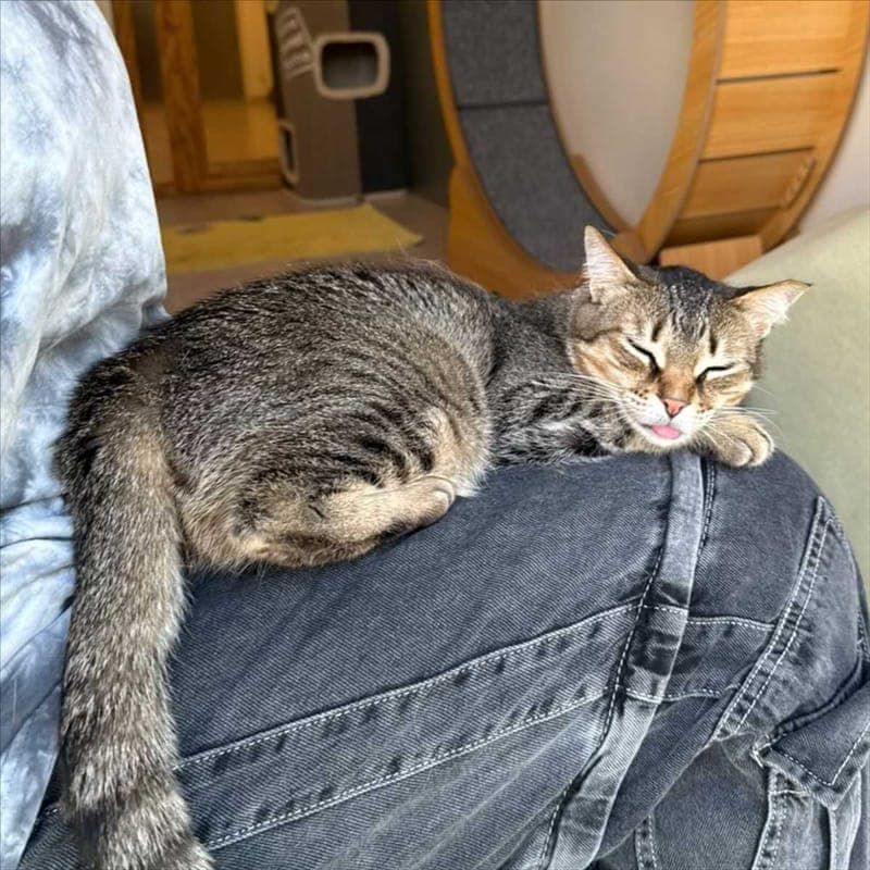 SUCUK - Katze zur Adoption aus Tierheim München