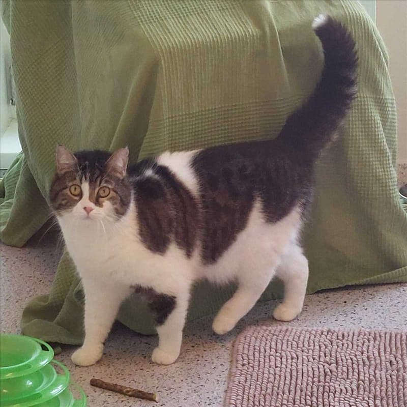 SUSI - Katze zur Adoption aus Tierheim München