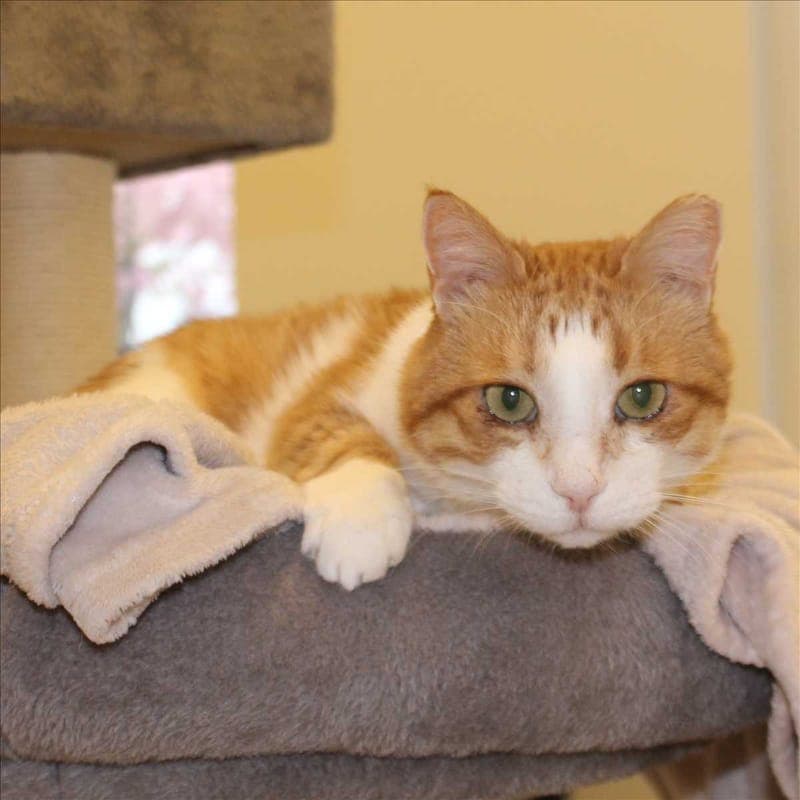 SVEN - Katze zur Adoption aus Tierheim München