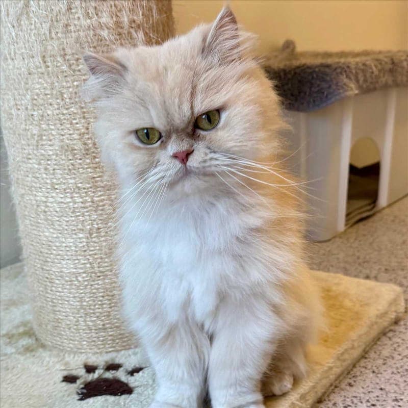 TEDDY - Katze zur Adoption aus Tierheim München