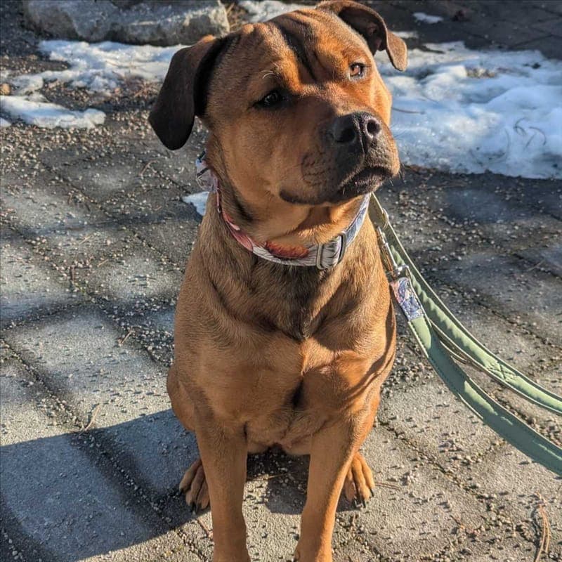 AKIRA - Hund zur Adoption aus Tierschutzverein München e.V.