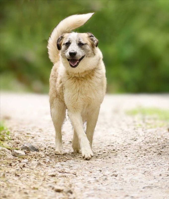 BARI - Hund zur Adoption aus Tierschutzverein München e.V.