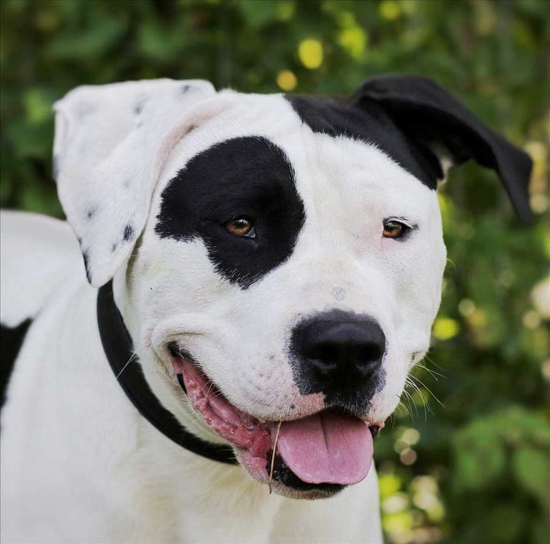 CARLOS - Hund zur Adoption aus Tierschutzverein München e.V.
