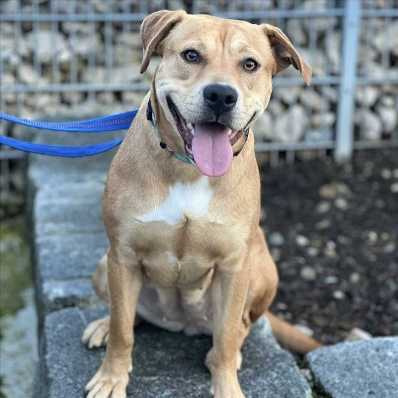 CINDY - Hund zur Adoption aus Tierschutzverein München e.V.