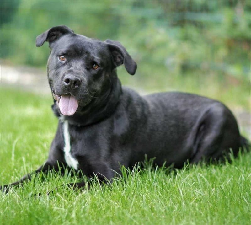 IVAN - Hund zur Adoption aus Tierschutzverein München e.V.