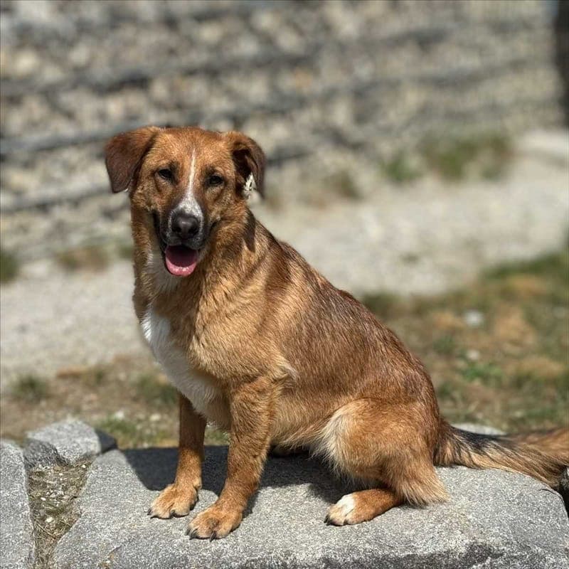 MADLEEN - Hund zur Adoption aus Tierschutzverein München e.V.