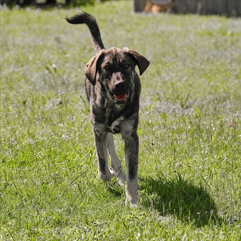 MARO - Hund zur Adoption aus Tierschutzverein München e.V.