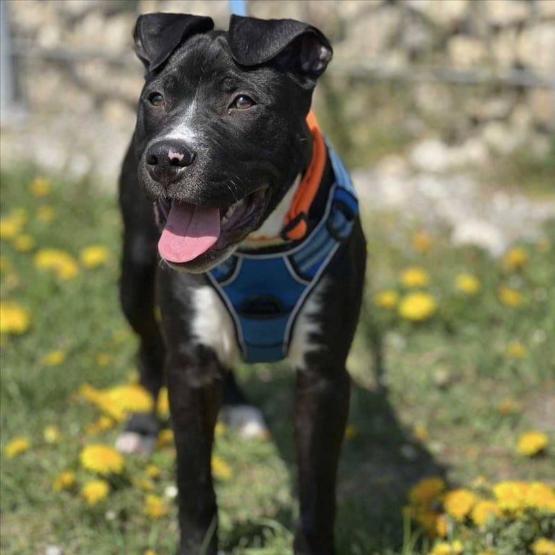 MONACO - Hund zur Adoption aus Tierschutzverein München e.V.
