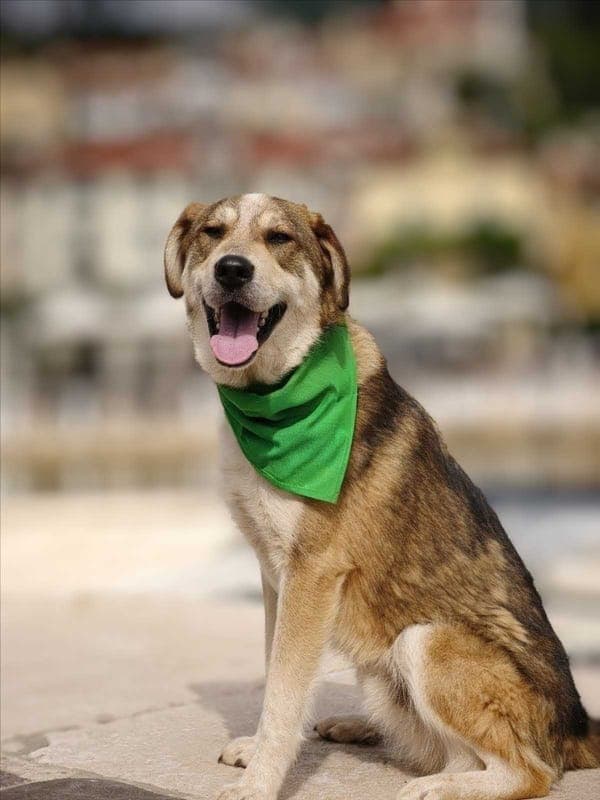 NAPOLI - Hund zur Adoption aus Tierschutzverein München e.V.