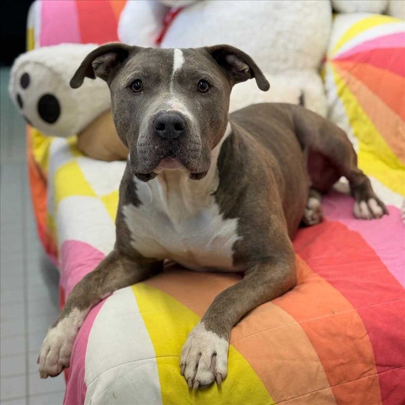 OTTO - Hund zur Adoption aus Tierschutzverein München e.V.