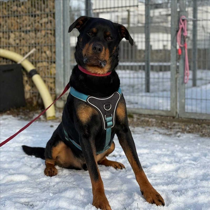 PABLO - Hund zur Adoption aus Tierschutzverein München e.V.