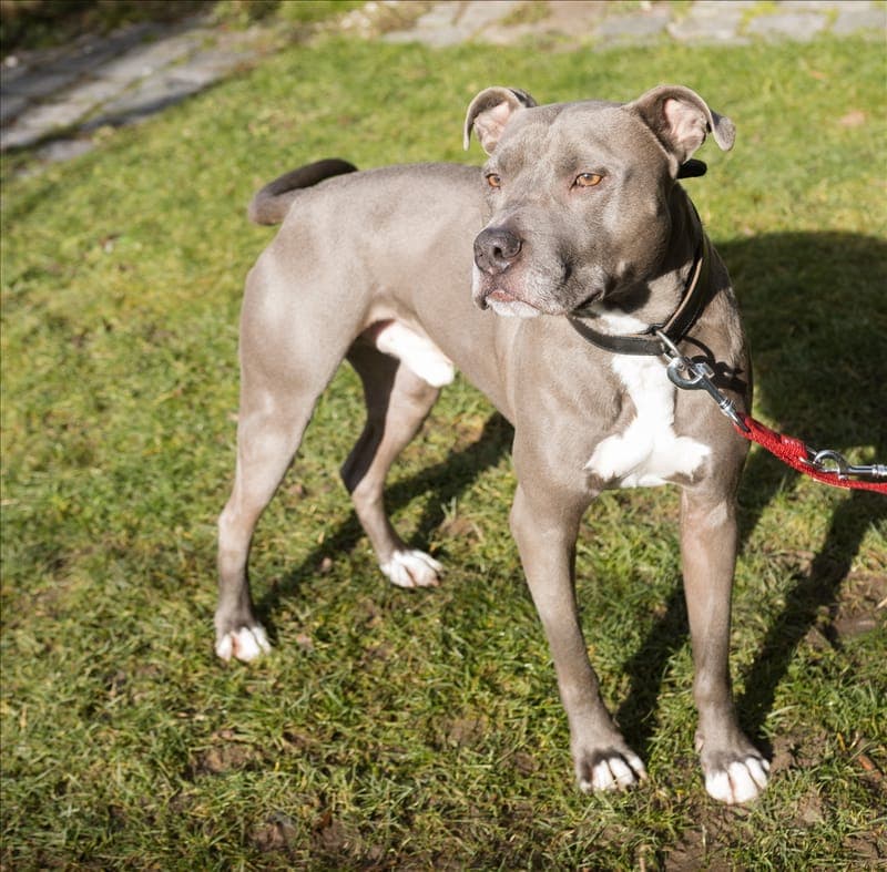 PAUL - Hund zur Adoption aus Tierschutzverein München e.V.