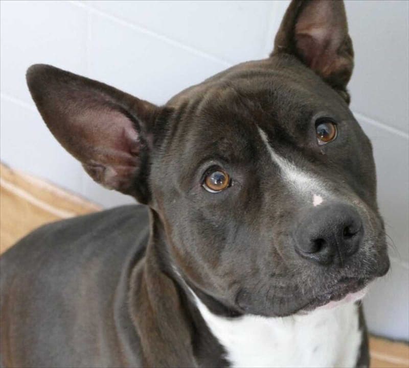 RIO - Hund zur Adoption aus Tierschutzverein München e.V.