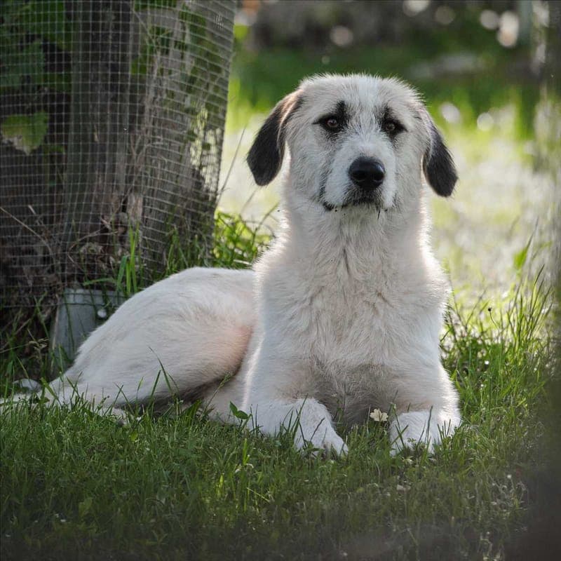 SABRINA - Hund zur Adoption aus Tierschutzverein München e.V.