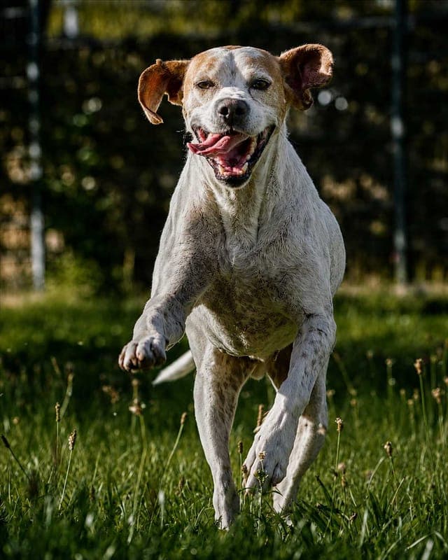 SAM - Hund zur Adoption aus Tierschutzverein München e.V.
