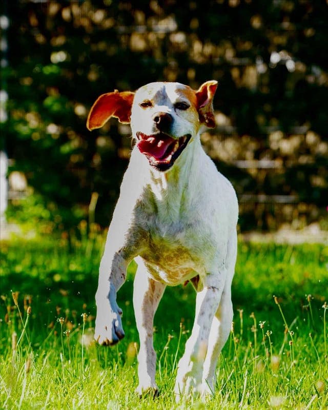SAM - Hund zur Adoption aus Tierschutzverein München e.V.