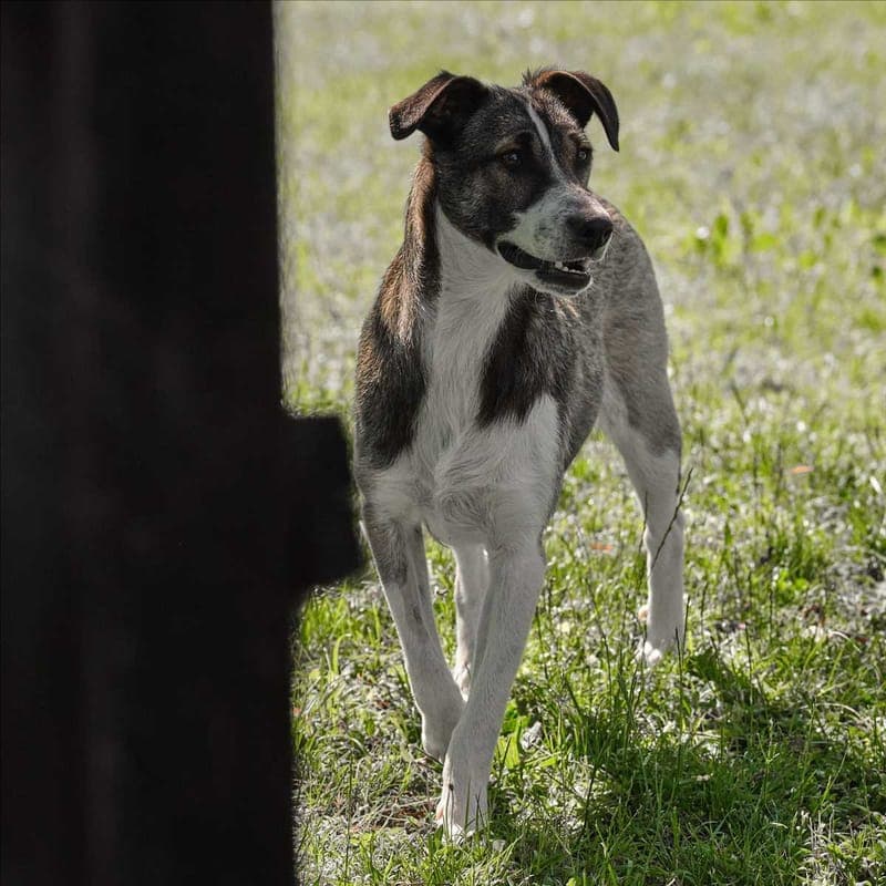 STITCH - Hund zur Adoption aus Tierschutzverein München e.V.