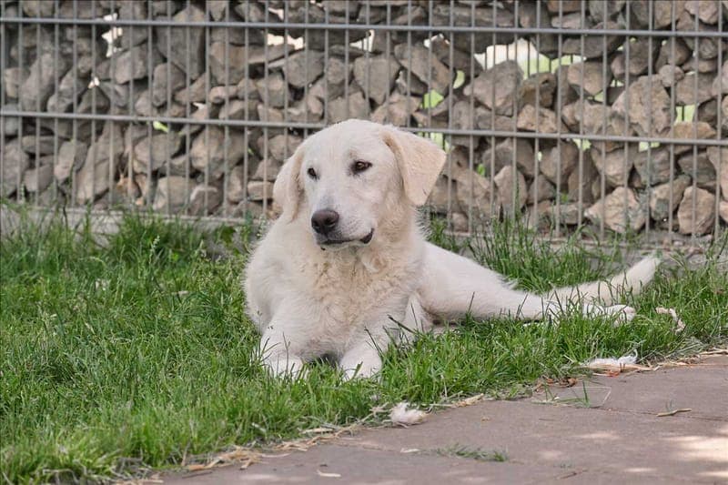 TAPO - Hund zur Adoption aus Tierschutzverein München e.V.