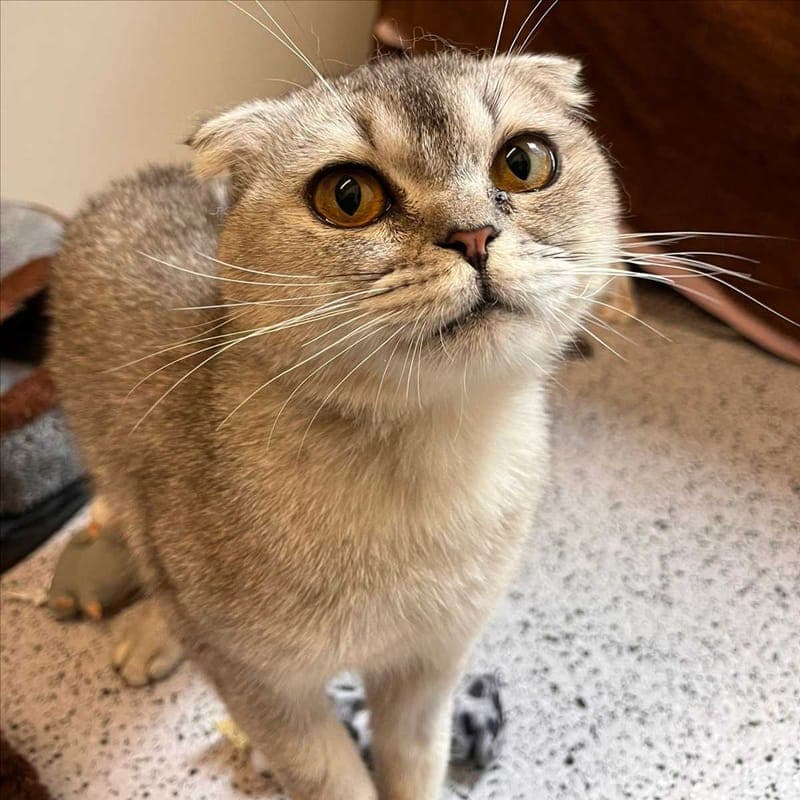 TWINGO - Katze zur Adoption aus Tierheim München