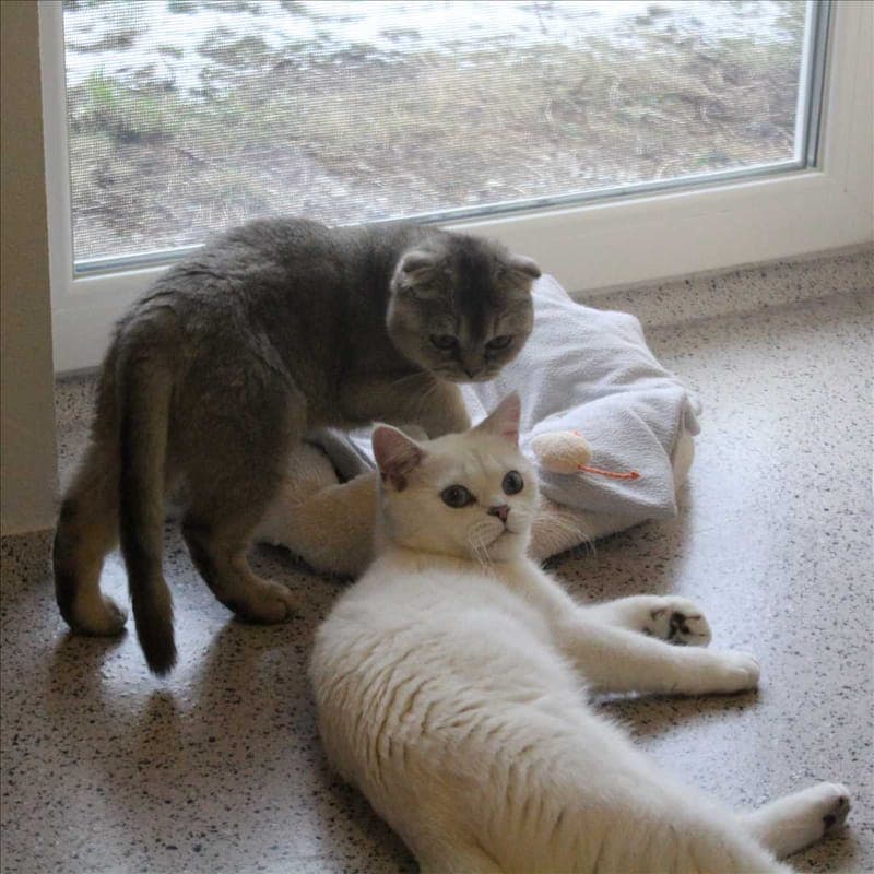 TWINGO - Katze zur Adoption aus Tierheim München