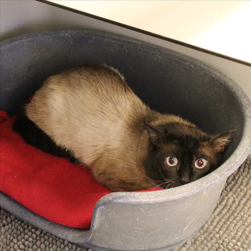 VIVALDI - Katze zur Adoption aus Tierheim München