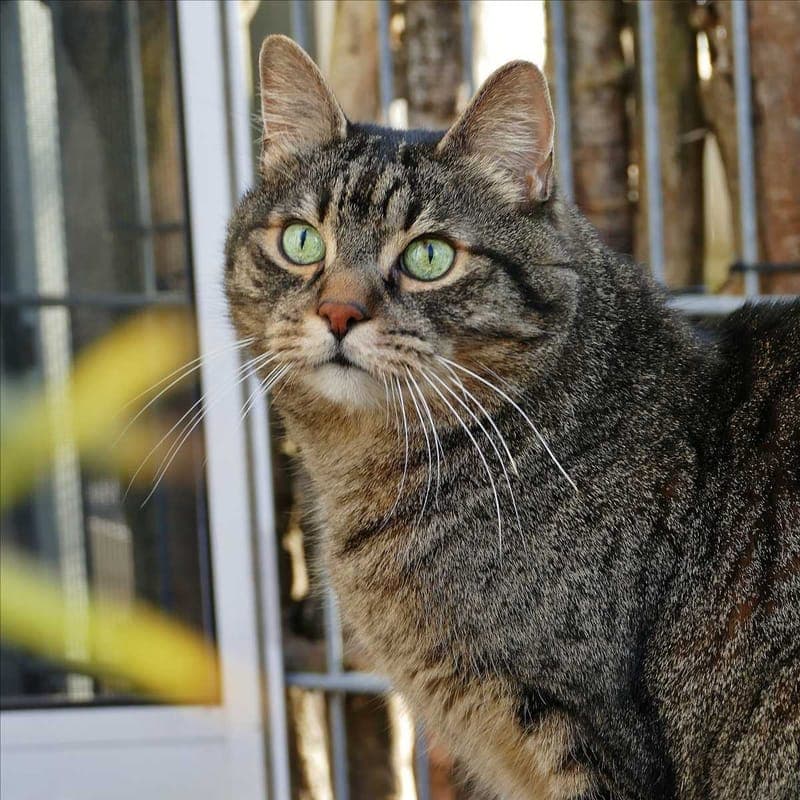 WALLACE - Katze zur Adoption aus Tierheim München